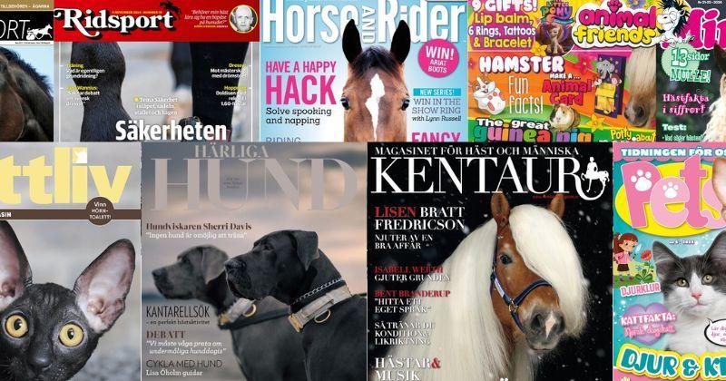 Tidning för husdjur present