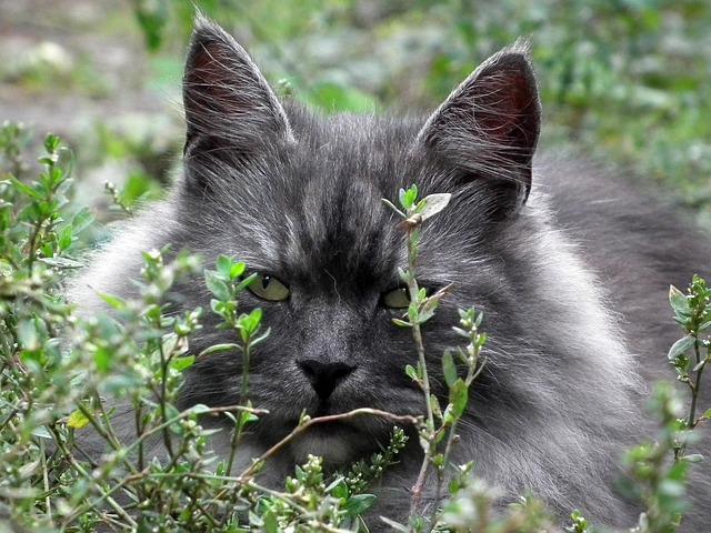 Kattens ålder