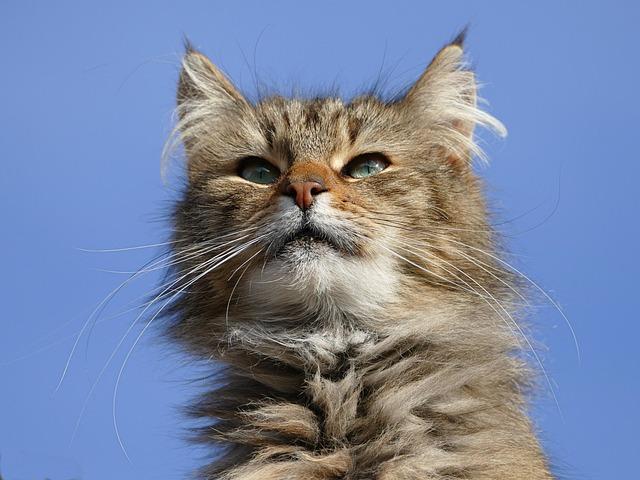 att välja katt, raskatt eller huskatt