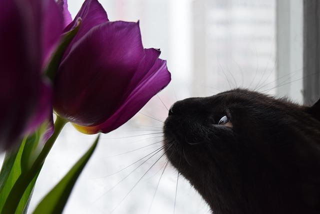 växter giftiga för katt
