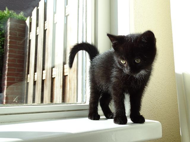 när du hämtar kattungen