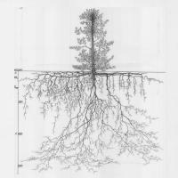 Trädens rotsystem