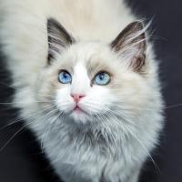 kattraser