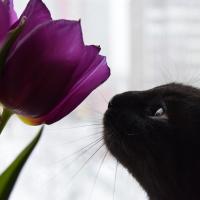 växter som är giftiga för katten